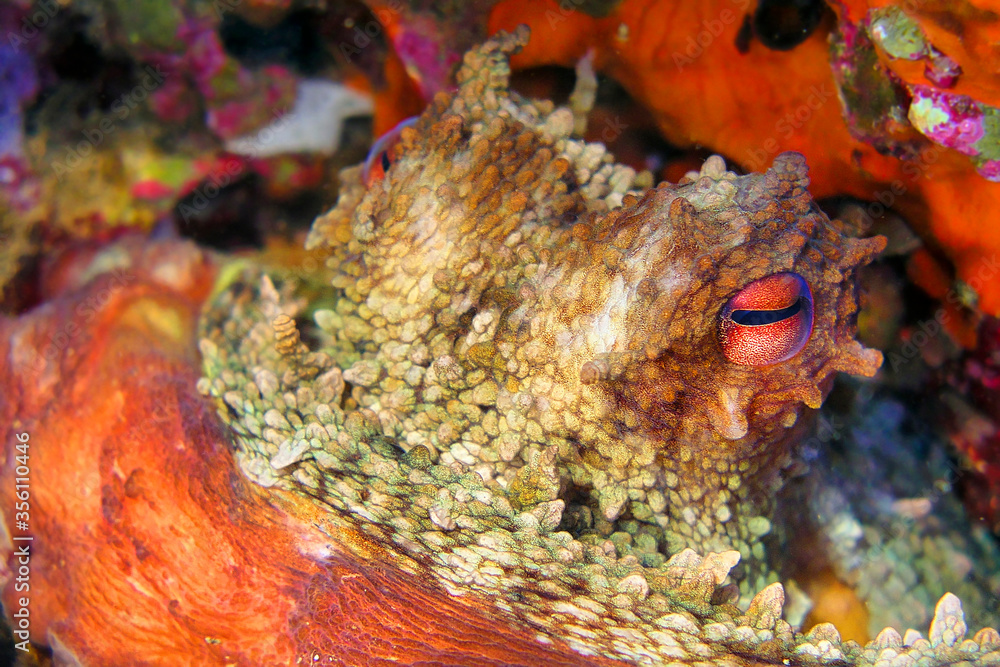 Common Octopus, Octopus vulgaris, Cabo Cope Puntas del Calnegre Natural Park, Mediterranean Sea, Murcia, Spain, Europe Common Octopus, Octopus vulgaris, Cabo Cope Puntas del Calnegre Natural Park, Mediterranean Sea, Murcia, Spain, Europe