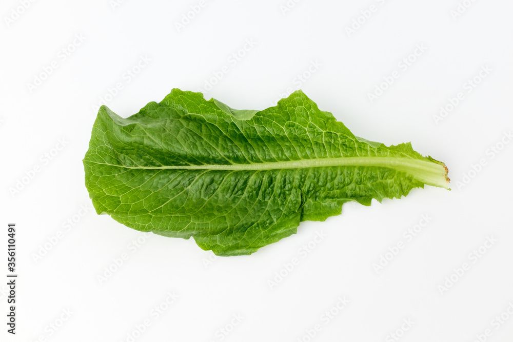 Fototapeta premium Romaine lettuce on white background