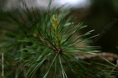 a young sprout on a Pine branch