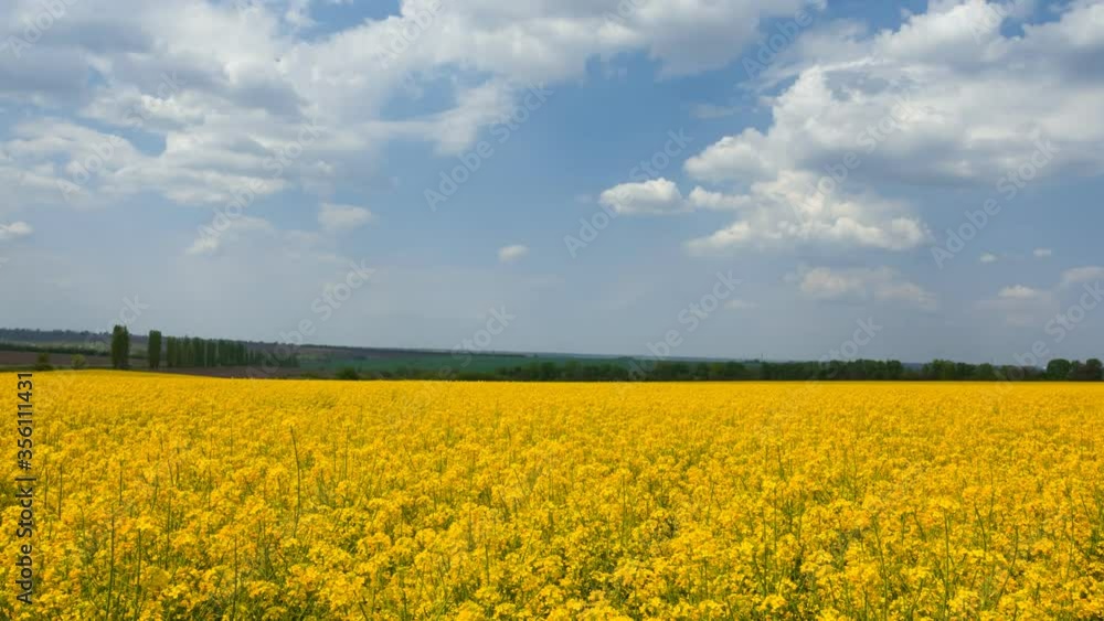 yellow rape field under a cloudy sky, agricultural summer time lapse scene yellow rape field under a cloudy sky, agricultural summer time lapse scene