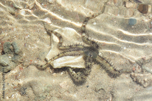 sea star fish