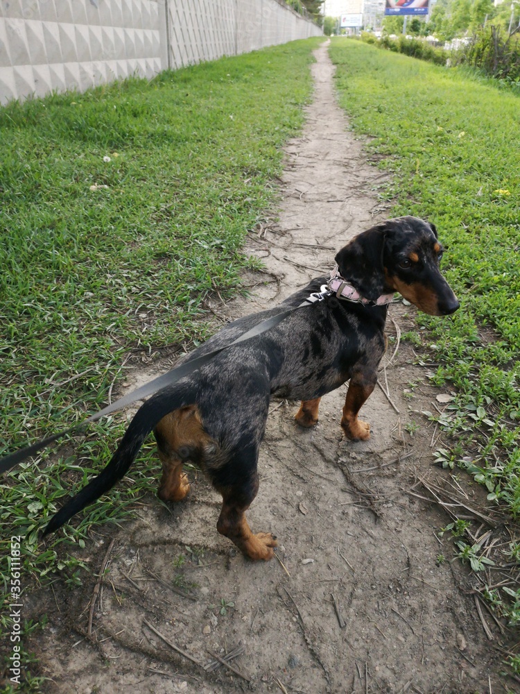 A cute dog on a leash