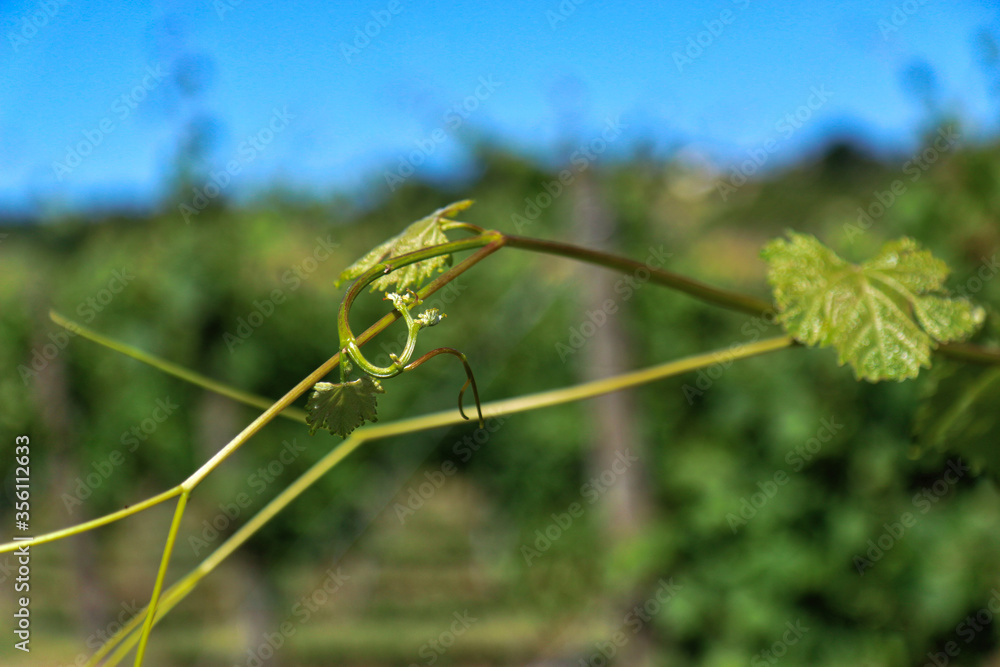 Particolari di piante di vite, foglie e tralci, in un vigneto in tarda primavera Particolari di piante di vite, foglie e tralci, in un vigneto in tarda primavera