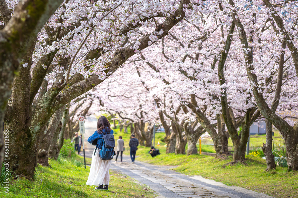 桜のアーチ　春のイメージ