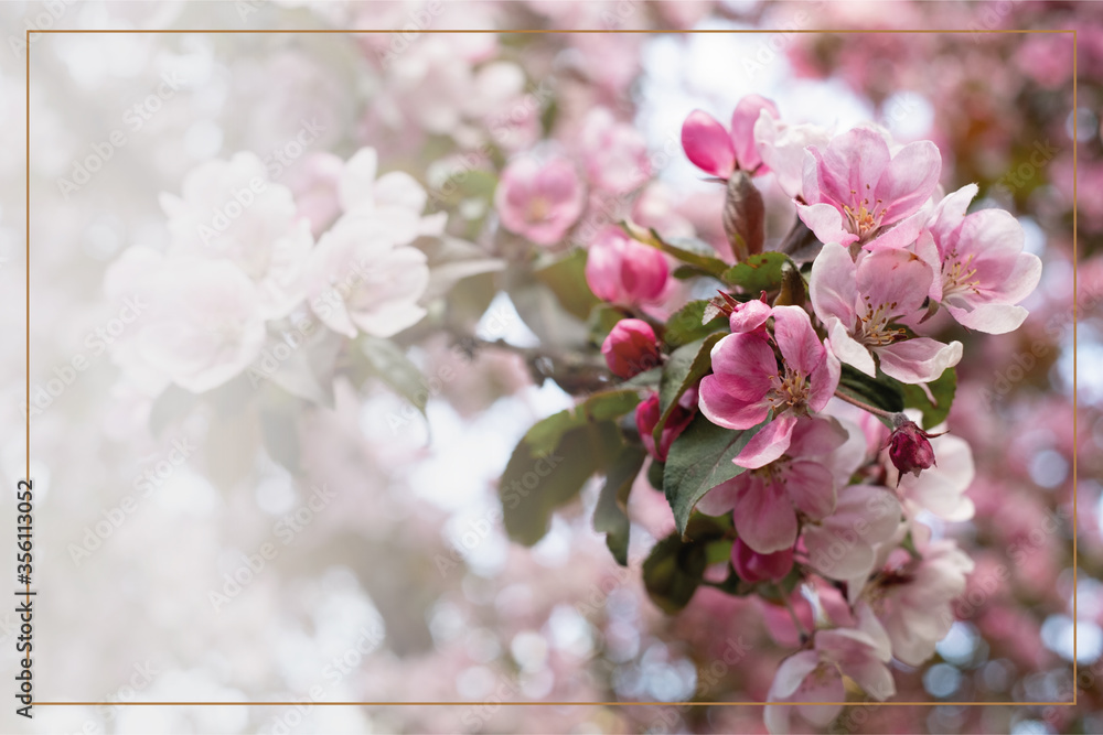 Obraz premium Beautiful pink blossoming background with golden frame border. Spring blooming branches. Natural scene. Paradise apple tree in nature bright daylight. Valentine's day or Mother's day theme.