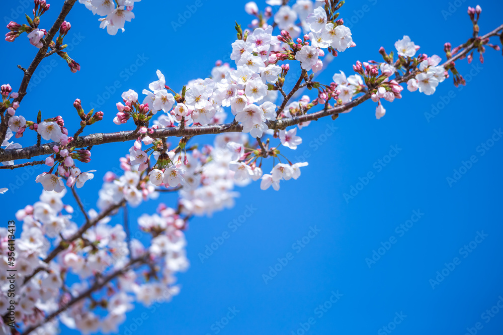 桜の花　春のイメージ