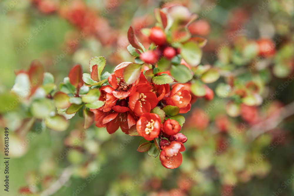 Japanese quince Bush with red flowers on a cloudy day. Natural background. Botanical postcard Japanese quince Bush with red flowers on a cloudy day. Natural background. Botanical postcard