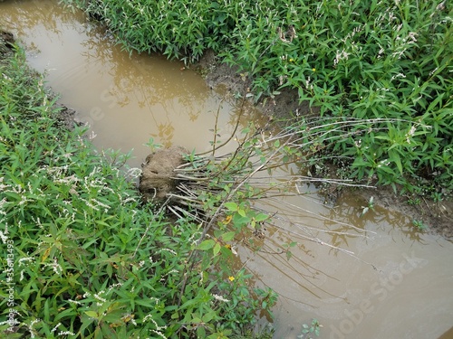 Murais de parede murky muddy water or creek with green plants in wetland with tipped over plant