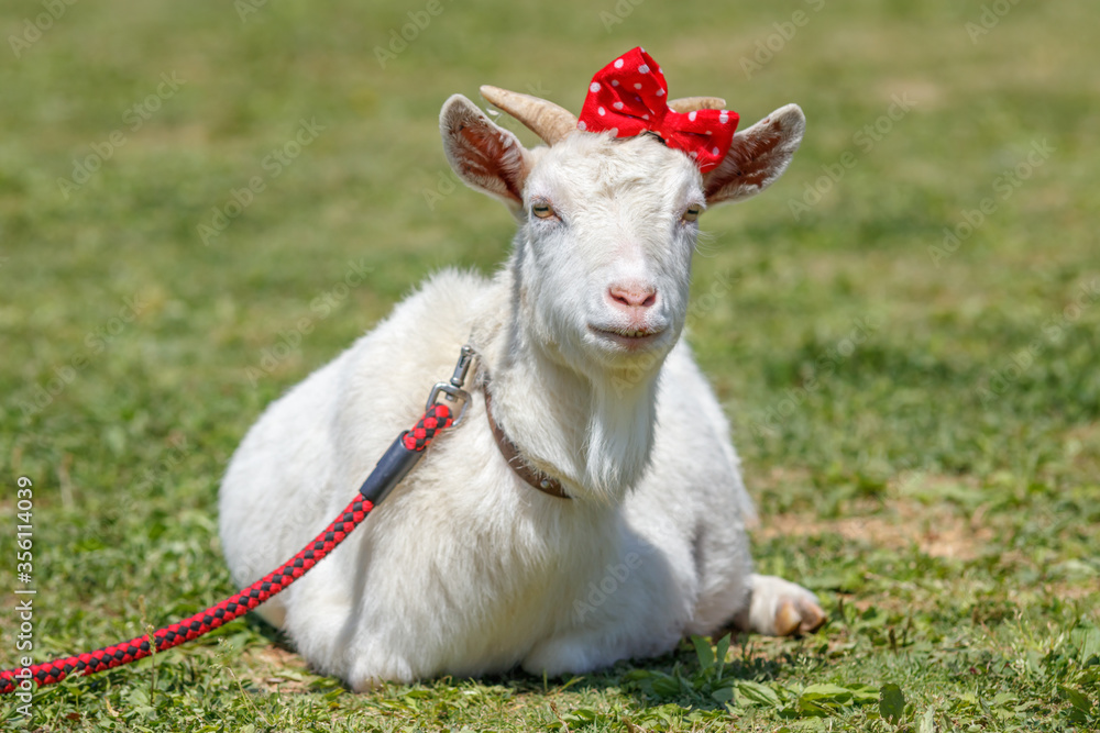 Obraz premium ヤギのポートレート