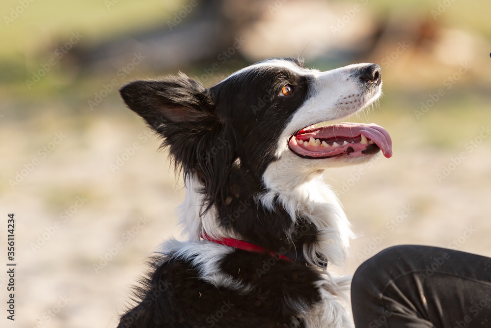 Portrait profile of a border collie dog looking at its owner in the sun. Horizontal orientation. 