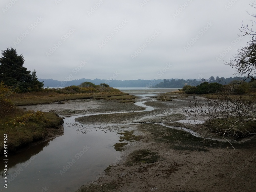 mud and rivers and plants in wetland area in Newport, Oregon