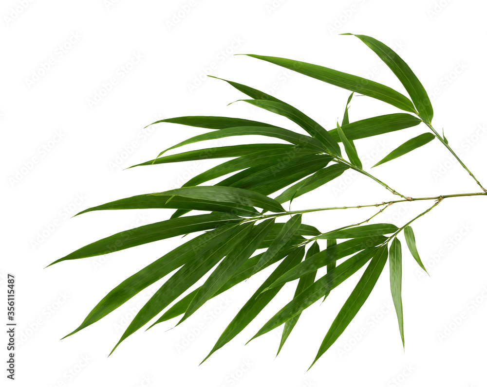 Bamboo foliage with stems, Green leaves isolated on white background, with clipping path 