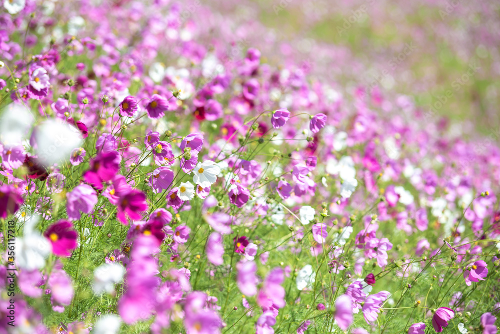 Naklejka premium コスモス畑 秋のイメージ