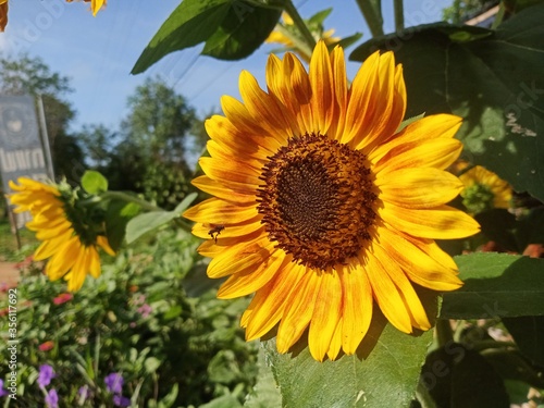sunflower in the garden