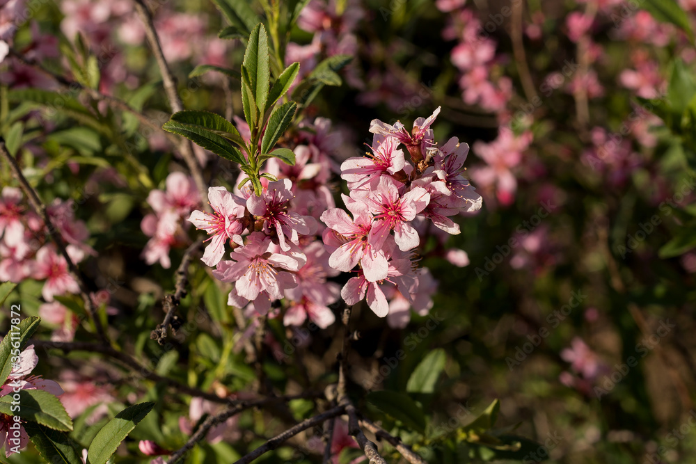 Fototapeta premium Pink flowers in the garden