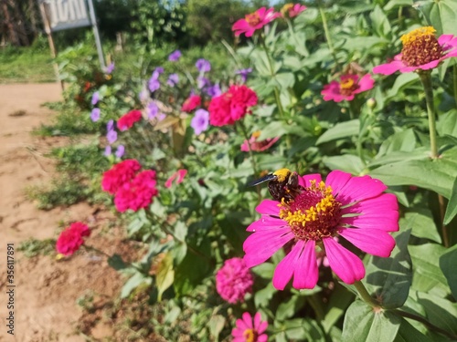pink cosmos flower