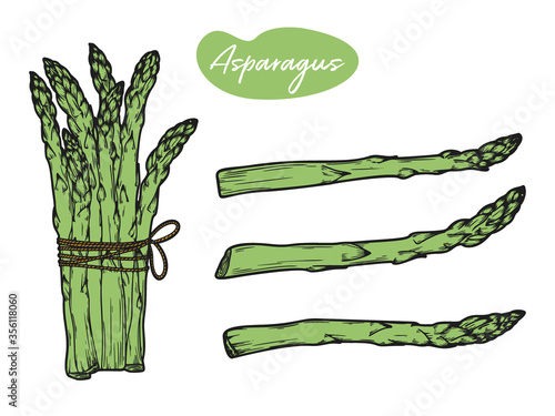 Asparagus isolated on white background. Vector illustration