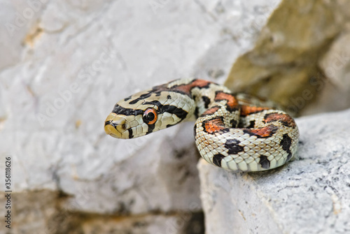 Leopard Snake - Zamenis situla, beautiful colored snake from South European rocks and bushes, Pag island, Croatia.