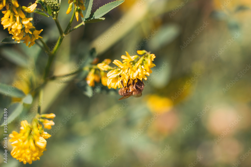 kleine Biene auf gelben Wildblume kleine Biene auf gelben Wildblume