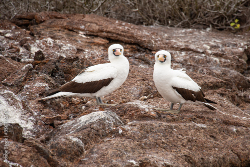 Vampire birds Galapagos Island