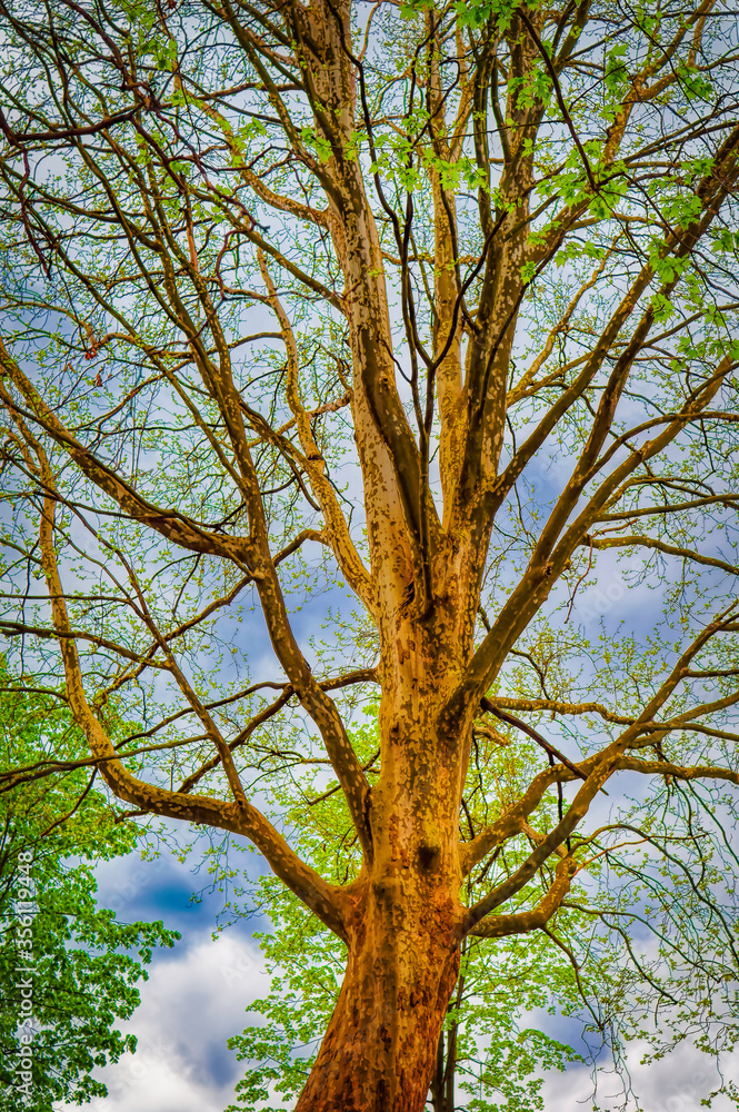 A big tree spreads its branches with young green leaves during cloudy spring day.