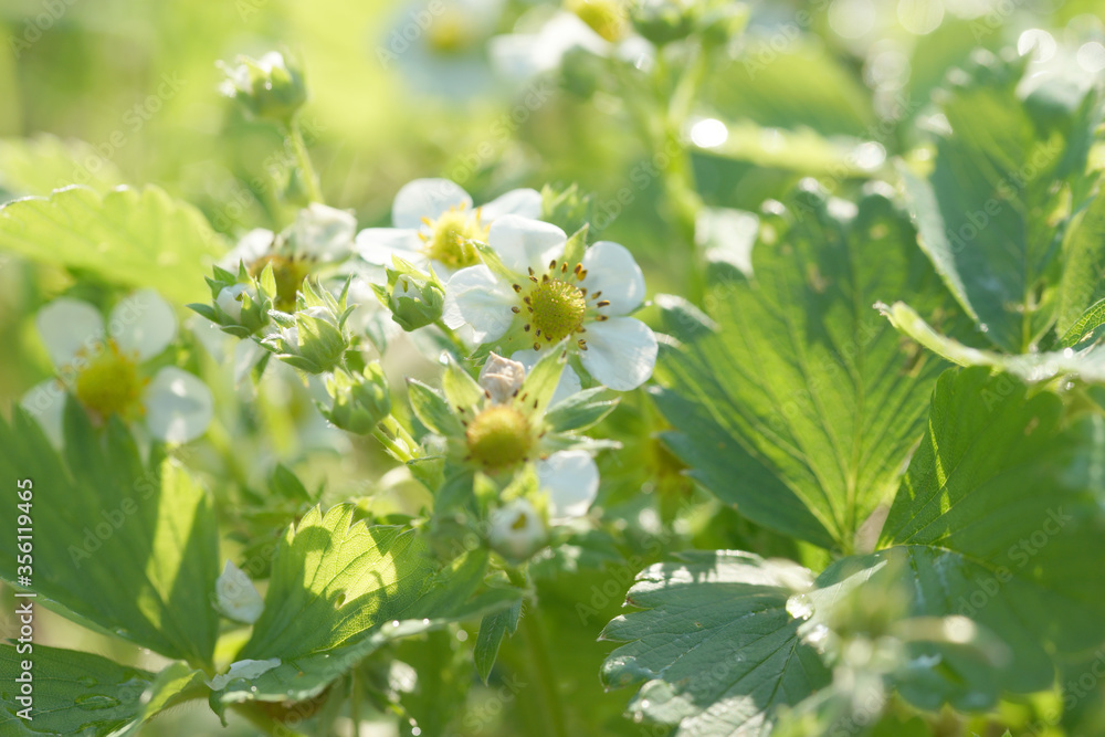 Blooming strawberry garden in the garden on a sunny evening Blooming strawberry garden in the garden on a sunny evening