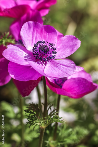 アネモネの花　春のイメージ