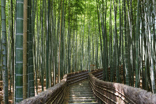 Path towards a Bamboo forest