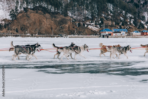 dog sled in winter, husky