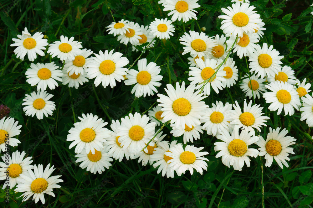 Beautiful garden daisies. White flowers. Beautiful garden daisies. White flowers.