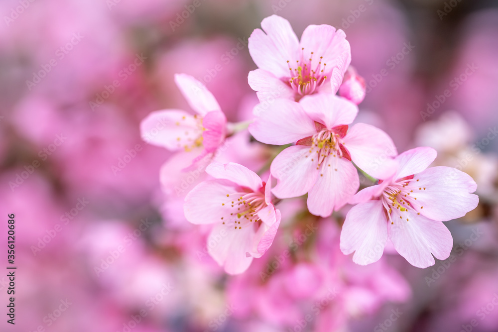 桜の花　日本の春のイメージ