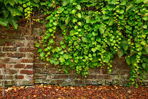 Old garden brick wall with Ivy hanging over the side.