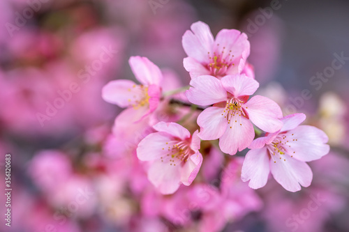 桜の花 日本の春のイメージ