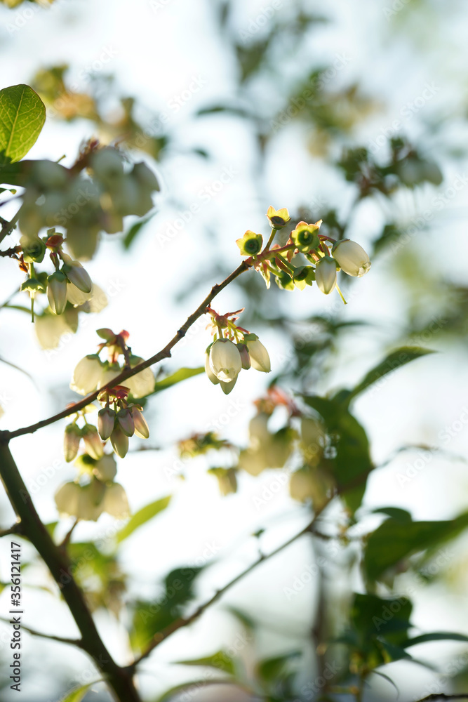 Blooming blueberries on a sunny evening Blooming blueberries on a sunny evening