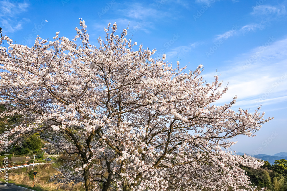 桜の花　日本の春のイメージ