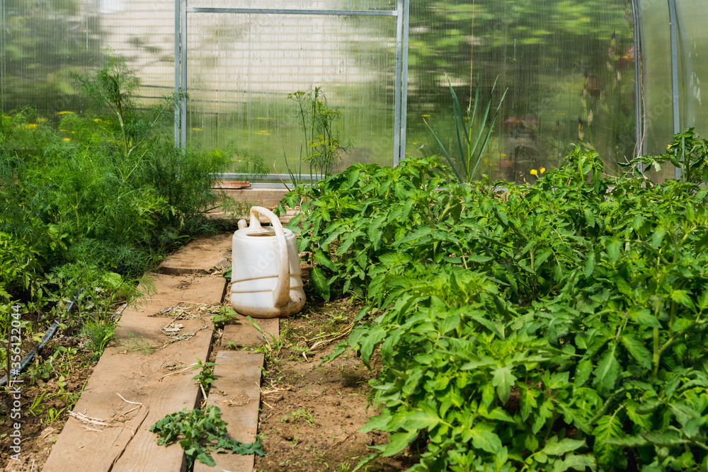 Obraz premium Photo of the inner space of a homemade village greenhouse, made of plexiglass with bushes of potato and dill. The watering can stands on a wooden path between beds