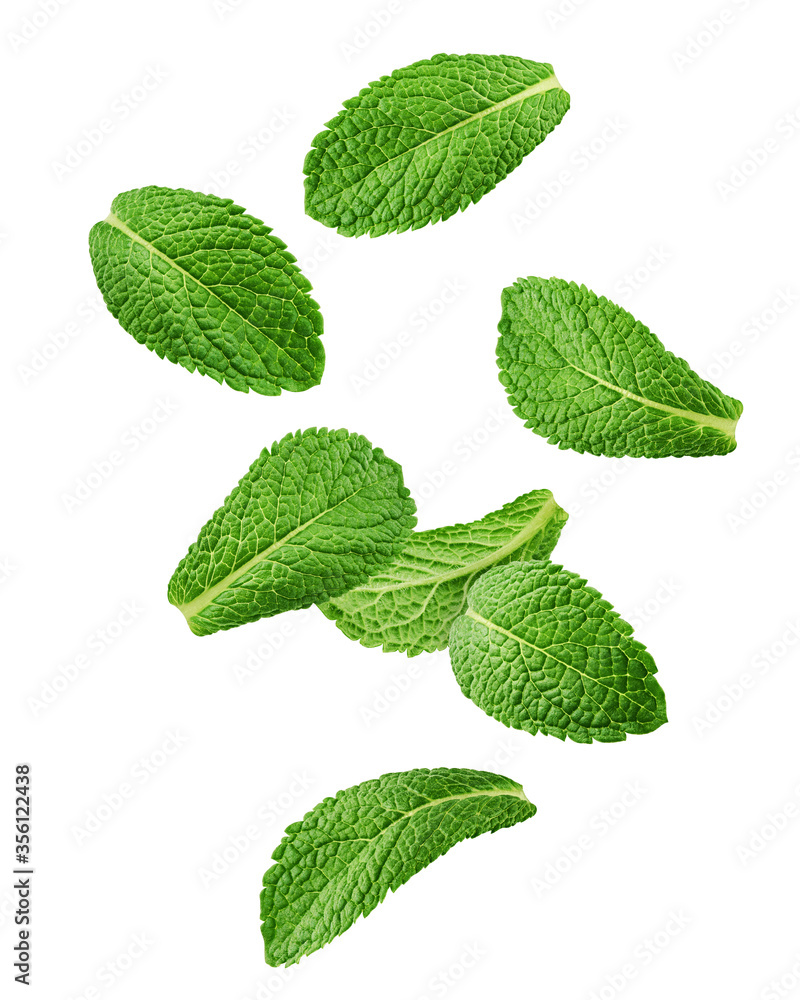 Falling mint leaves, spearmint, isolated on white background, clipping