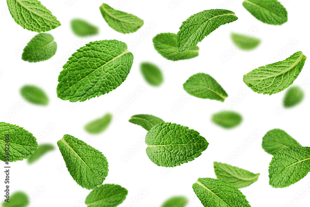 Falling mint leaves, spearmint, isolated on white background, selective