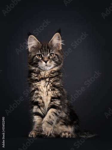 Cute classic black tabby Maine Coon cat kitten, sitting facing front. Looking straight ahead with orange brown eyes. Isolated on black background. Paw playful in air.