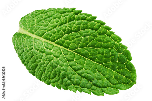 mint leaves, spearmint, isolated on white background, clipping path, full depth of field