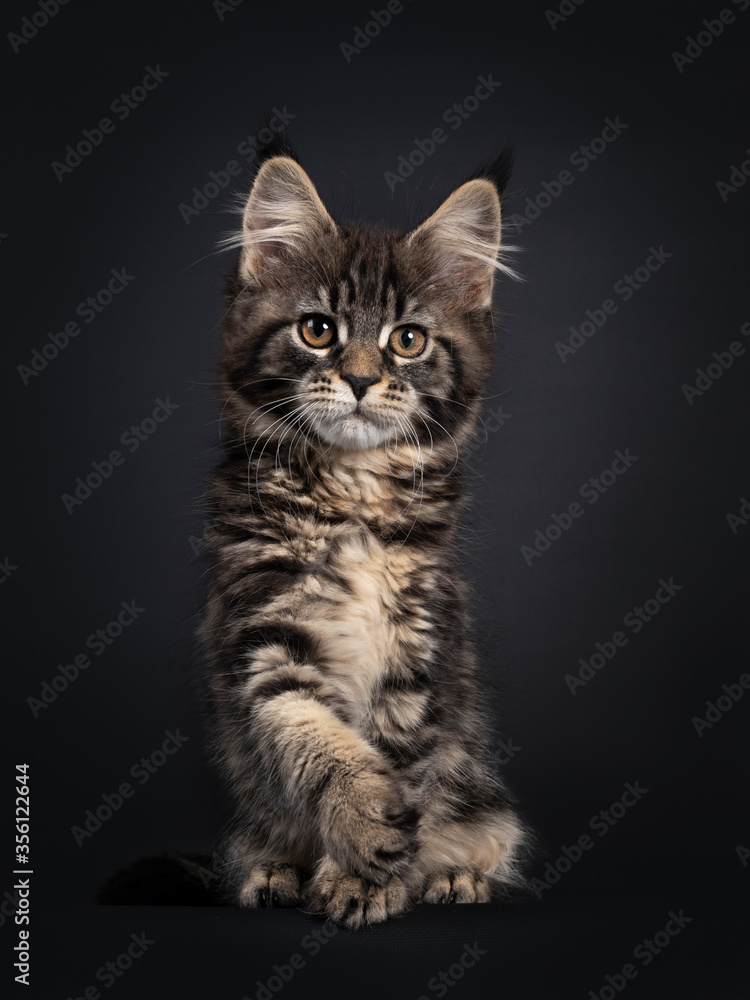Cute classic black tabby Maine Coon cat kitten, sitting facing front. Looking straight ahead with orange brown eyes. Isolated on black background. Paw playful in air.