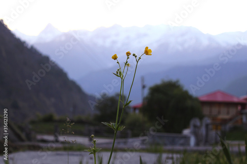 yellow flower bloomed in the mountains of lower Himalayan range. The capture is from a village of uttarakashi. uttarakhand ( india) photo