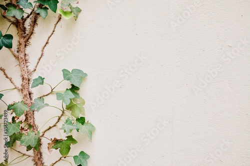 English ivy on white wall with copy space