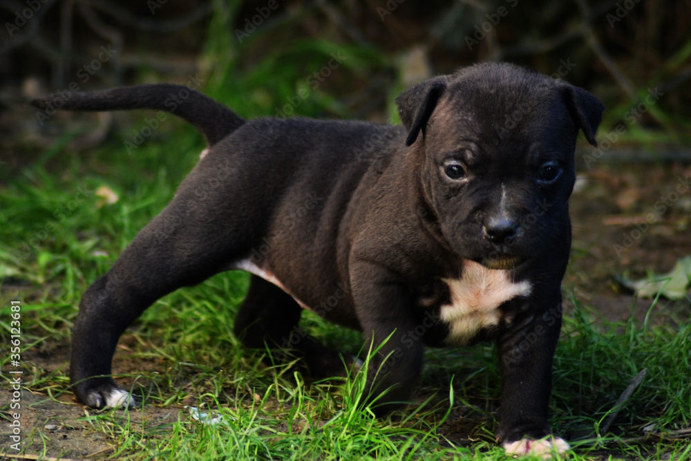 Chiot staffordshire terrier américain