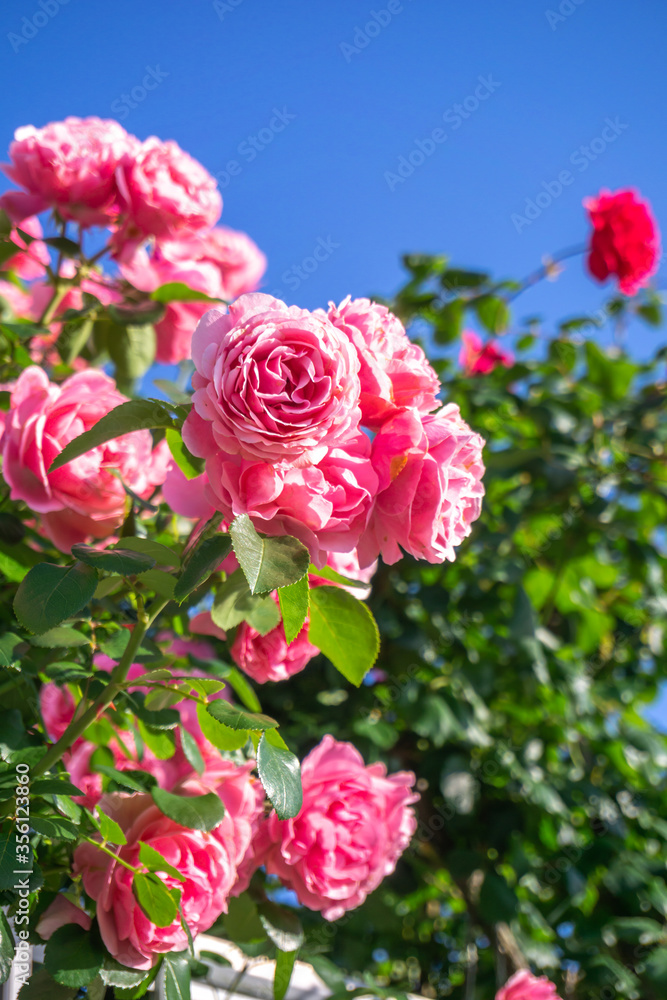 バラの花　屋外撮影