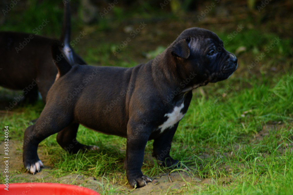 Obraz premium Chiot staffordshire terrier américain