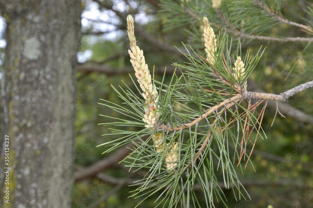 Young cedar pine cones and needles on the background of cedar wood Young cedar pine cones and needles on the background of cedar wood