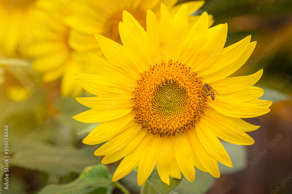 Front view of a newly blooming sunflower against defocused background. Front view of a newly blooming sunflower against defocused background.