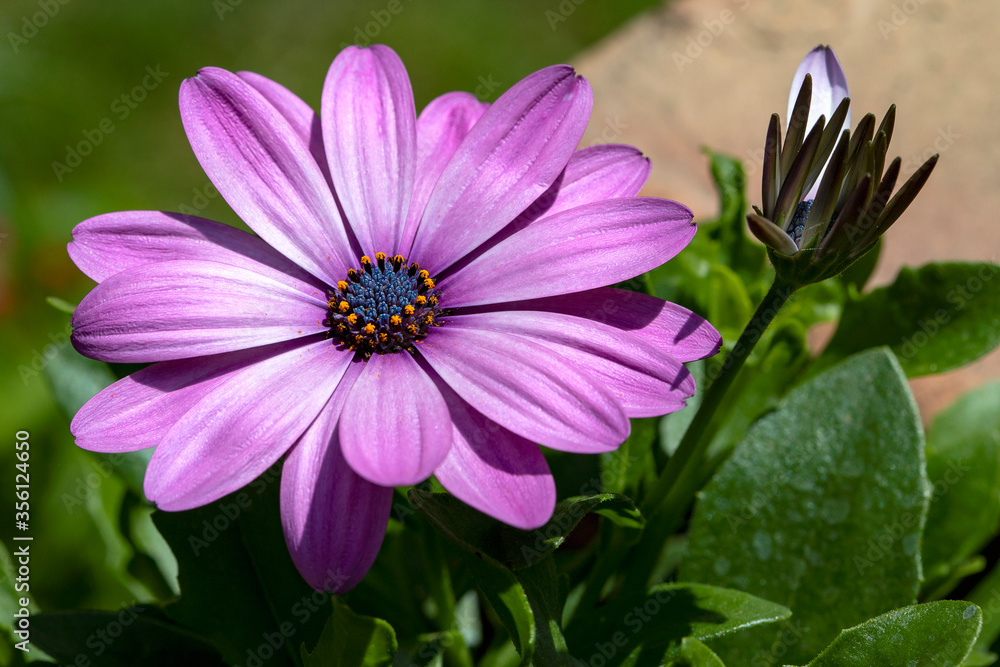 African Cape Daisy Osteospermum Soprano Purple, a bushy evergreen perennial with rich lavender purple petals, surrounding a sapphire blue eye. African Cape Daisy Osteospermum Soprano Purple, a bushy evergreen perennial with rich lavender purple petals, surrounding a sapphire blue eye.