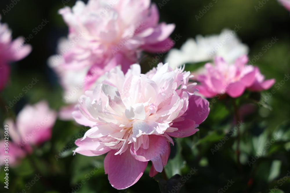 花 花